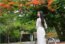 Những mùa phượng vĩ